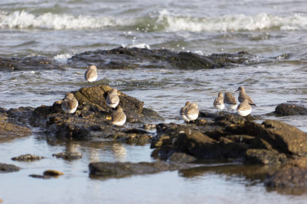 istock group of birds sitting above the ocean 1290457379