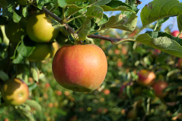 istock Sun-ripened hanging apple in late summer 1290457407