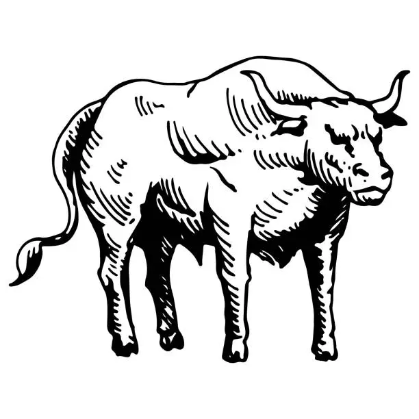 Vector illustration of Vector illustration. Black and white sketch, isolated, on a white background. Big young bull. Cow. Drawing by hand in vintage style. Meat, beef. Farm products.