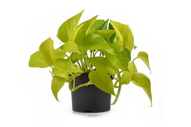 Full tropical 'Epipremnum Aureum Lemon Lime' houseplant with neon green leaves in flower pot isolated on white background