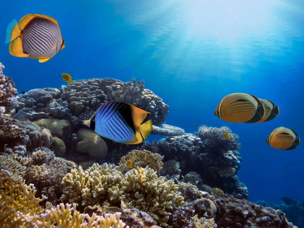 istock Coral Reef Scene with Tropical Fish in sunlight. Ecosystem 1290459619