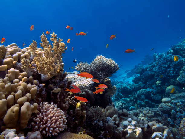 istock Coral Reef Scene with Tropical Fish in sunlight. Ecosystem 1290459627