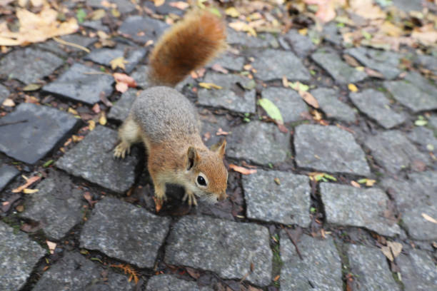 istock Squirrel posing in forest during autumn season 1290459702
