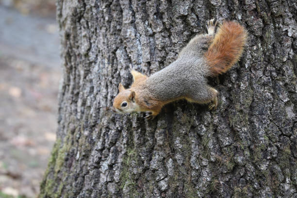 istock Squirrel posing in forest during autumn season 1290459704
