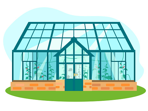 Vector illustration of greenhouse with different plants inside in flat style. Glass house with tomatoes and cucumber plants.