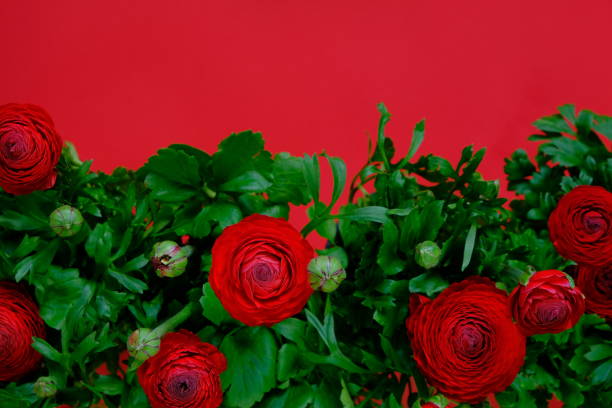 Red ranunculus flowers.Flower border. Red buttercups flowers with green leaves on a red background.Floral card with spring flowers.Wedding day And Valentine's Day greeting card.copy space. flores rojas ranunculus. borde de flores. las copas de mantequilla rojas florecen con hojas verdes sobre un fondo rojo. tarjeta floral con flores de primavera. día de la boda y tarjeta de felicitación del día de san valentín.copy espacio.