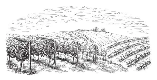 Vector illustration of vine plantation hills, trees, clouds on the horizon