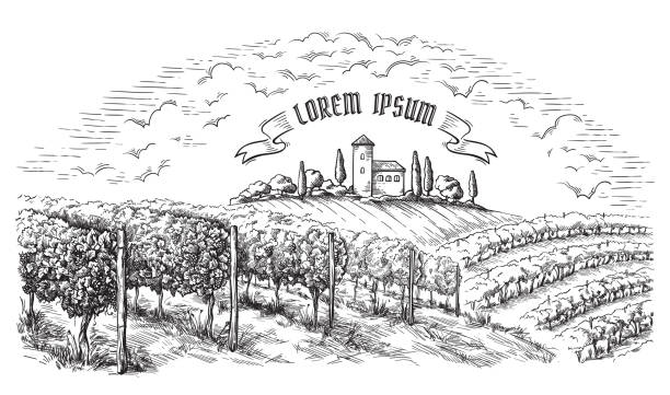 ilustrações, clipart, desenhos animados e ícones de videiras plantações colinas, árvores, nuvens, e castelo antigo no horizonte - grape vineyard vine winery
