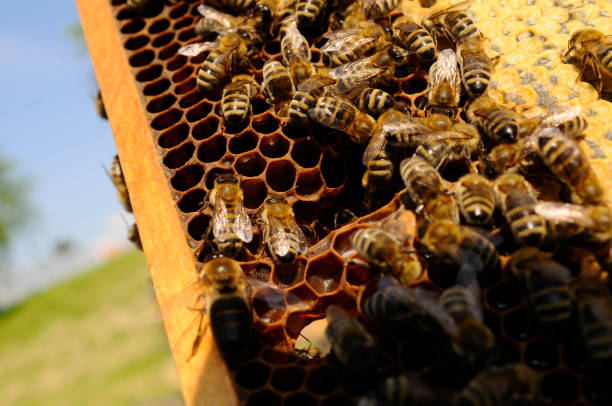 istock Honeycomb with western honey bees 1290460471