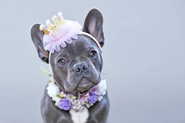 porträt von blau beschichteten französischen bulldogge hund trägt eine goldene und rosa krone und blumenkragen - ungezogenes kind stock-fotos und bilder