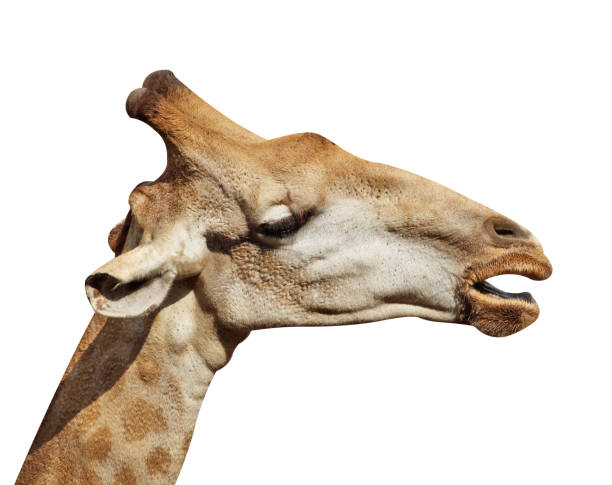 istock Close up giraffe head isolated on white background 1290463073