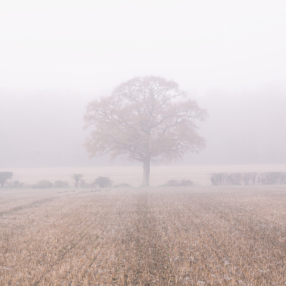 A shroud of mist lies across agricultural land in the English Countryside.