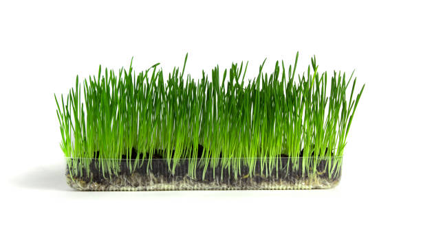 istock Green grass planted in a transparent plastic container in which its roots are located on a white isolated background 1290464497