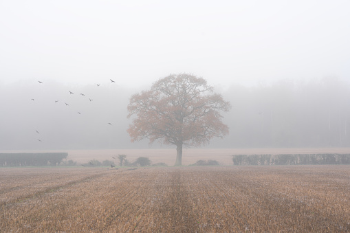 A shroud of mist lies across agricultural land in the English Countryside.