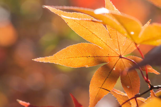 istock Close-up of autumnal maple leaves 1290464784