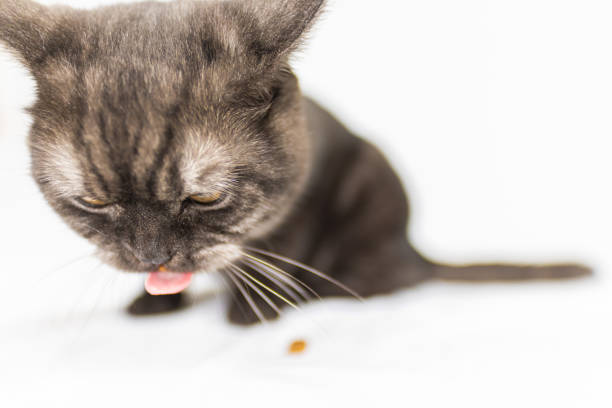 istock Black adorable kitten on white background. Black cat is nibbling on small snacks 1290465755