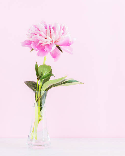 istock Blooming peony flower in a glass vase. 1290465807