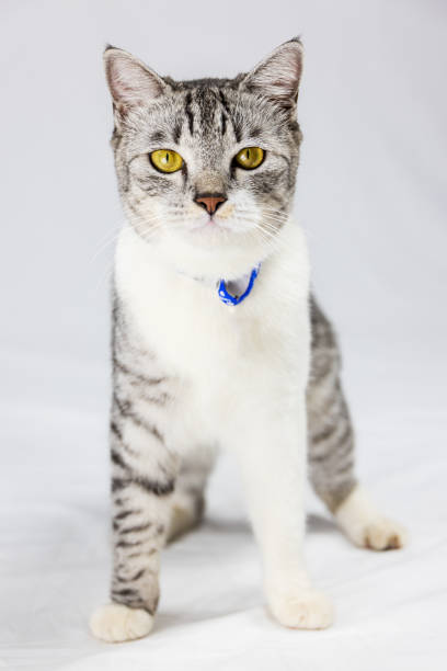 istock Gray adorable kitten on white background looks curiously around 1290465858