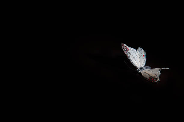papillon sur le noir - artificial wing photos photos et images de collection