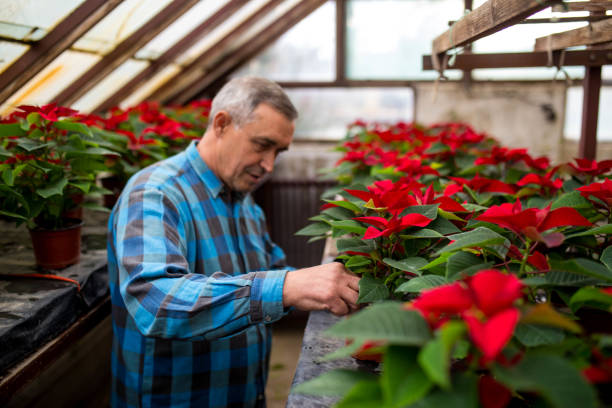 hombre maduro apreciando flores en un invernadero - poinsettia flower potted plant plant fotografías e imágenes de stock