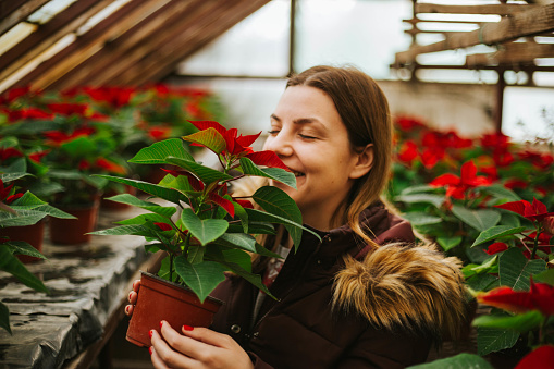 Young woman buying Poinsettia flowers