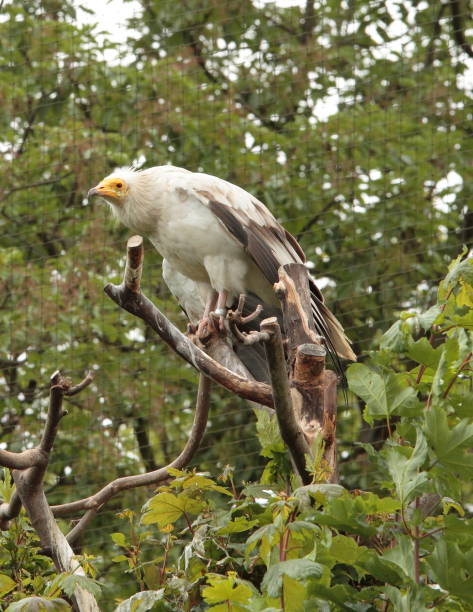 istock Vulture in his outdoor enclosure 1290466905