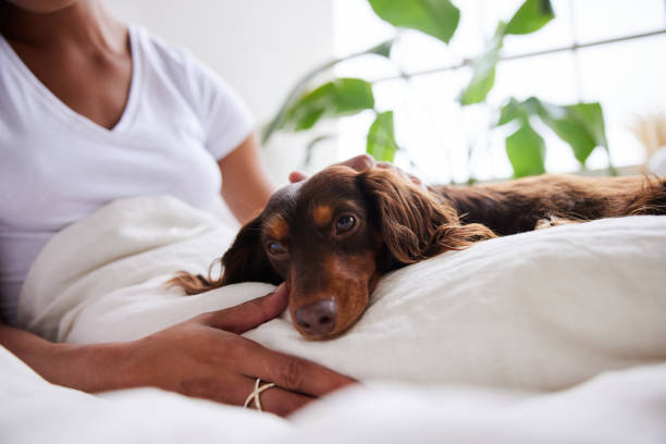 istock Cute little dachshund lying in bed with its owner 1290467179