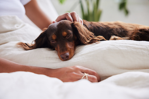 Close-up of an adorable little dachshund lying on his owner's lap in bed in the morning