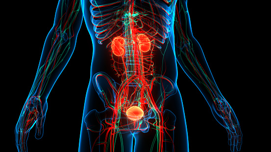 3D Illustration Concept of Human Urinary System Kidneys with Bladder Anatomy