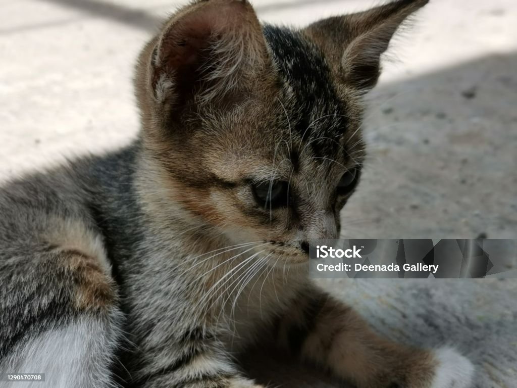 Picture of a small black and brown cute stray kitten or baby cat sitting on a grey street Picture of a small black and brown cute stray kitten or baby cat sitting on a grey street. Pet on the street. Homeless cat. Horizontal view Animal Stock Photo