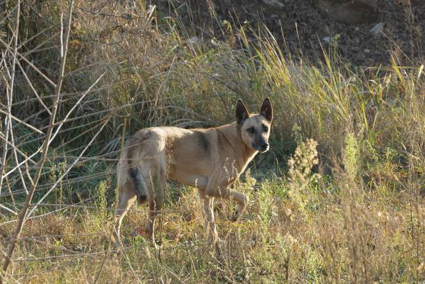 istock one large brown stray dog stands in dry gray grass 1290470730