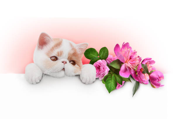 istock kitten with flowers of peony and roses 1290470862