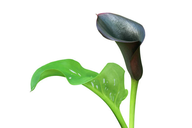 istock Dark Purple Calla Lily Flower with Green Leaf Isolated on White Background 1290470890