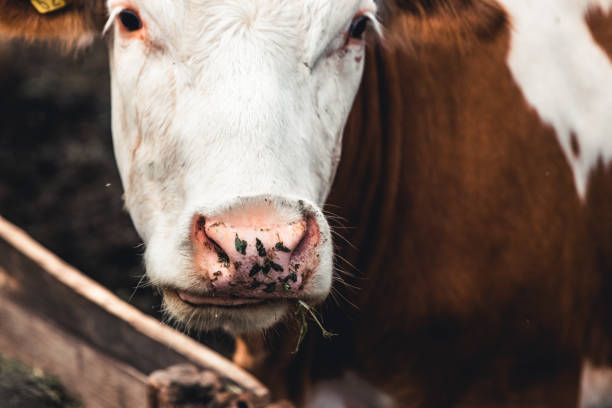 istock Cows on the form. Milk, meat production. Household 1290470899