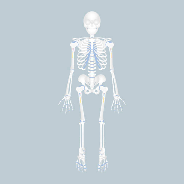 ilustrações de stock, clip art, desenhos animados e ícones de anatomy of human skeleton, skull, spine, spinal cord, rib cage, pelvic bone, backbone, hip, leg and arm bone, internal organs body part orthopedic health care - human bone the human body healthcare and medicine human skeleton