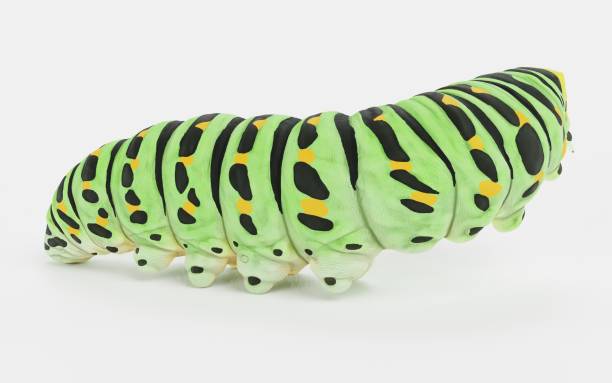 istock Realistic 3D Render of Old World Caterpillar 1290471153
