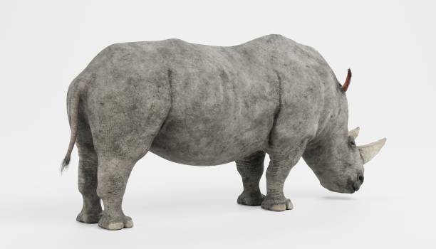 istock Realistic 3D Render of White Rhinoceros 1290471258