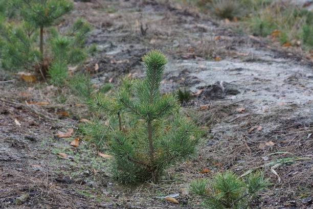 istock row of small green pine trees on gray sand 1290471341