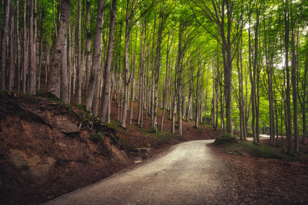 route dans la forêt brumeuse d’arbre ou le hêtre. foreste casentinesi national park, toscane, italie - beech leaf tree green leaf photos et images de collection