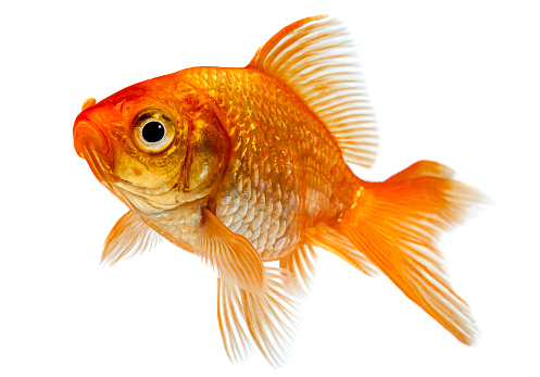 Goldfish in front of a white background