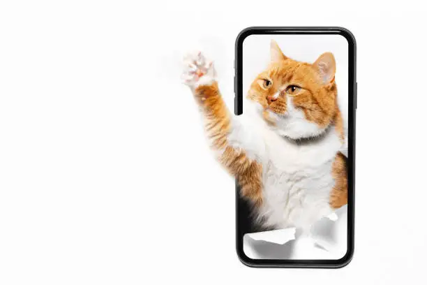 Close-up of red-white cat playing through white paper hole on screen of smartphone. Isolated on background of white color with copy space.