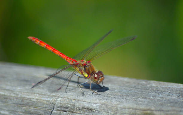 istock Common Darter  Red  Dragonfly  Symetrum Strriolatum 1290474927