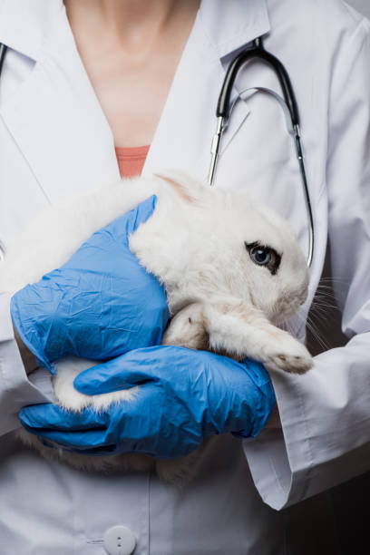istock cropped view of veterinarian with rabbit in hands 1290475168