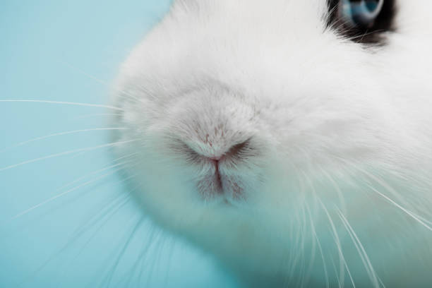 Adorable lop-eared domestic rabbit sitting on the floor and looking directly at the camera.