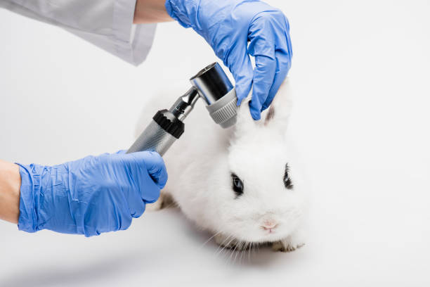 istock cropped view of veterinarian examining rabbit ears on white background 1290475914