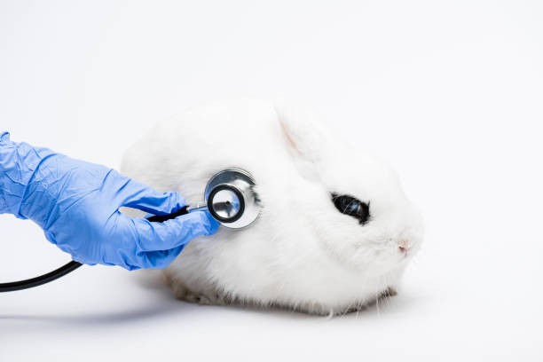 istock cropped view of veterinarian examining rabbit with stethoscope on white background 1290475919