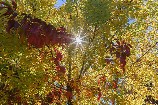 Sunbeam through the leaves