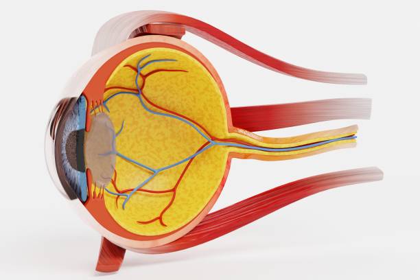 istock Realistic 3D Render of Eye Section 1290477651