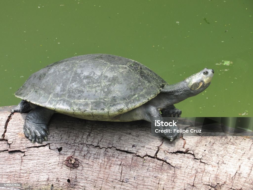 An Arrau turtle (Podocnemis expansa) on a tree trunk An Arrau turtle (Podocnemis expansa) on a tree trunk. Also known as  South American river turtle, giant South American turtle, giant Amazon River turtle, Arrau sideneck turtle or simply the Arrau. Giant South American River Turtle Stock Photo