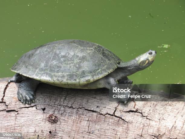 An Arrau Turtle On A Tree Trunk Stock Photo - Download Image Now